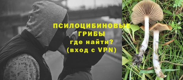 крисы Абаза